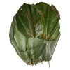 Fresh Moinmoin Leaves (1 Bunch)