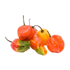 Fresh Scotch Bonnet Hot Peppers / Rodo