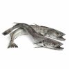 Whole Hake Fish