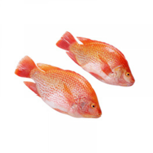 Whole Red Tilapia