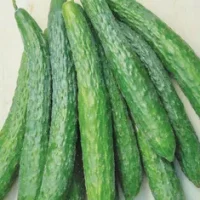Cucumber 1kg