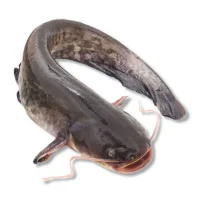 Catfish (Box)