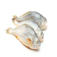 Croaker Fish (Box)