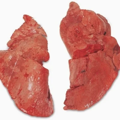 Lamb_SheepLungs