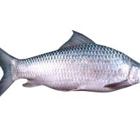Mrigal Fish 1kg