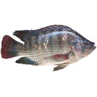 Tilapia Fish (Large)