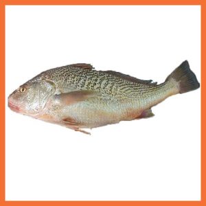 Croaker Fish