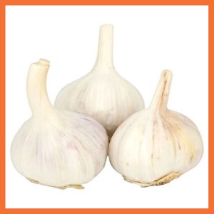 Fresh Garlic