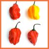 Hot Pepper (Rodo)