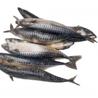 Mackerel Fish