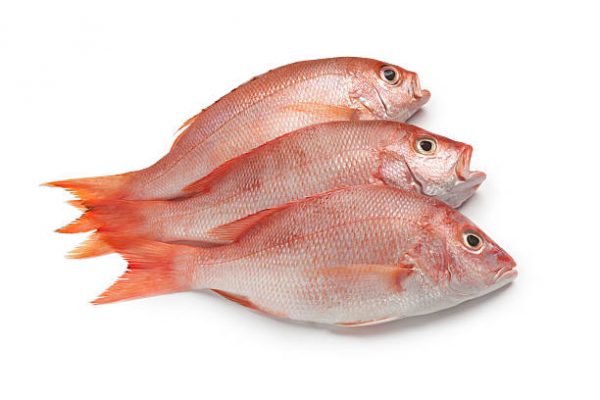 Red Snapper Fish