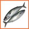 Mackerel Fish