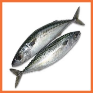 Mackerel Fish