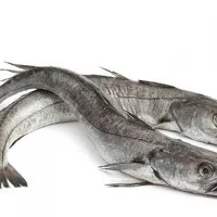 Hake Fish