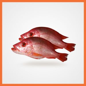 Red Tilapia Fish