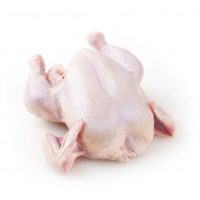 Baby Chicken